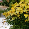 Efeu und Bl�tter