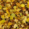 Herbstlaub