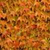 herbstlicher Wein