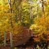 Stadtwald im Herbst