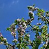 Apfelbl�ten