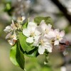 Apfelbl�te Closeup